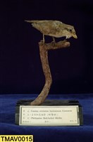 Brown Shrike Collection Image, Figure 1, Total 11 Figures